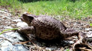 ЖАБА Серая или Обыкновенная жаба, Common Toad