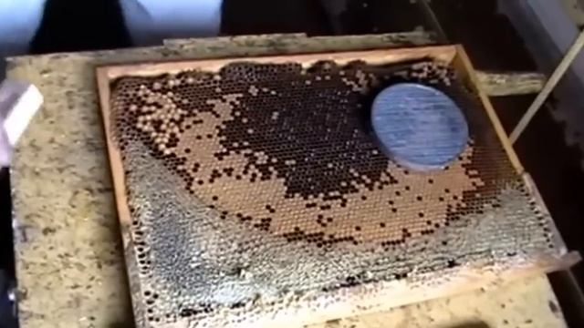 Подсаживаем плодных маток в отводки. смотреть онлайн