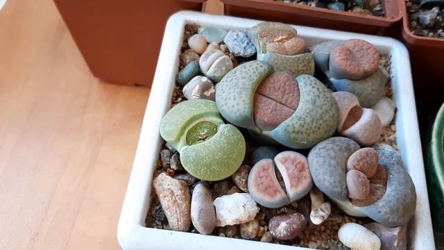 Фрития - окошечный суккулент.Что за растение. смотреть онлайн