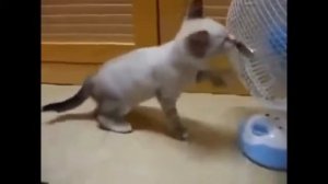 Кошки играют с вентилятором! Cats play with the fan!