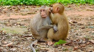 Мама Луна Обезьянка Малышка Обезьяна с косичками Люси Радужная обезьянка