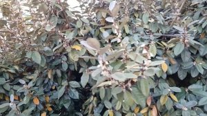 Лох Эббинга | Жизнь в Адлере