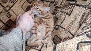 Боятся ли кошки щекотки