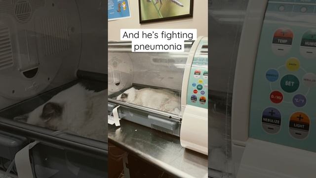 Please pray for Presley ? смотреть онлайн