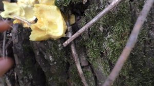 ? Собираю серно-желтый трутовик