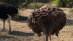 Страусиха высиживает яйца! The ostrich hatching eggs!