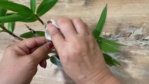 #дендрофаленопсис уход в домашних условиях, болезни и лечение