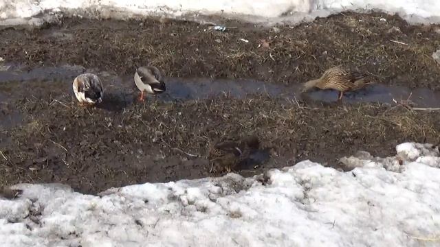 Как говорят утки утка крякает кряканье утки смотреть онлайн