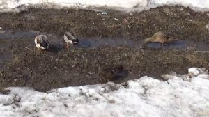 Как говорят утки утка крякает кряканье утки