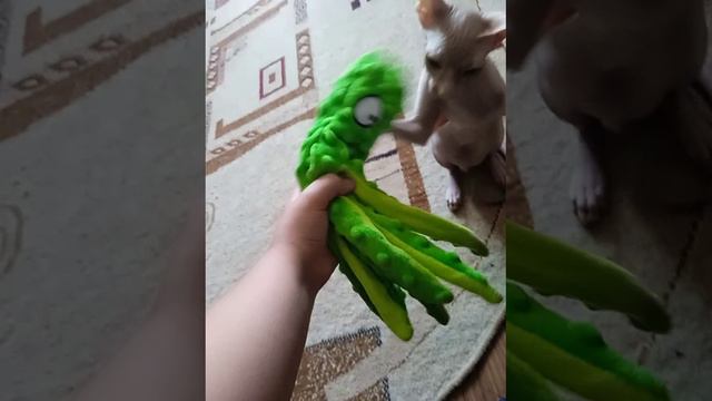 монстр блин