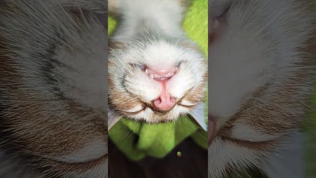 Рыжая летучая мышь😻🐱😺😸🙀🐈🐈🐈