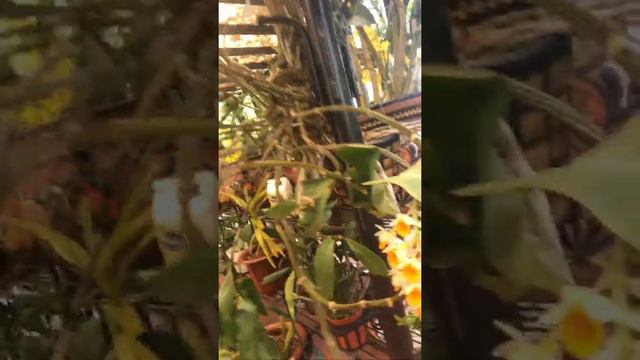 Dendrobium , cattleya, phalaenopsis orchids смотреть онлайн