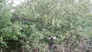 КОЗЫ Альпийско-Нубийские.