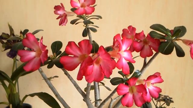 Как поливать адениум ("Розу пустыни") во время цветения. Продолжительность цветения адениума. смотреть онлайн