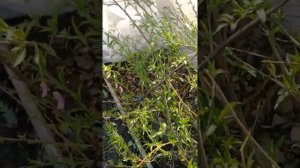 Персик Памяти Бубнова в Омске. Цветение. Как зимует.