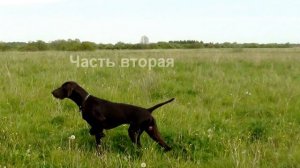 Натаска курцхаара Лансера