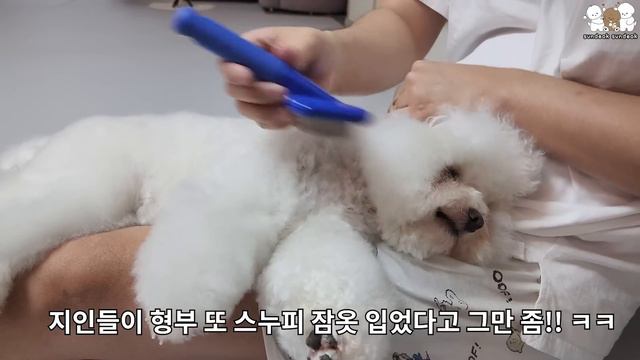 쓸데없이 웃긴 개 가족 (엄마, 아빠 포함ㅋㅋㅋ)