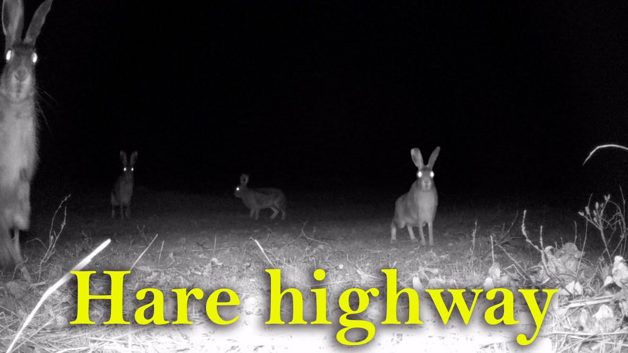 Заячья магистраль / Hare highway смотреть онлайн