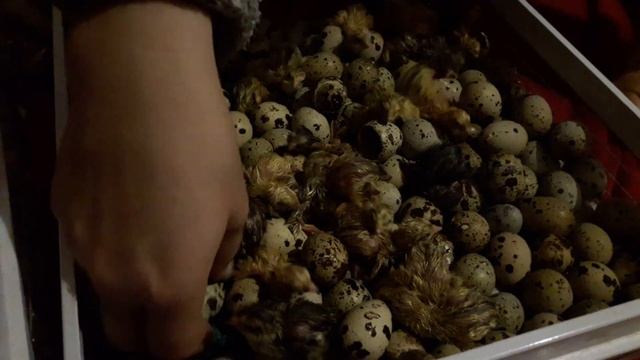 2 Эксперимент//Селекция перепелов//Инкубация Техасских перепелов и Феникс золотой помесь//