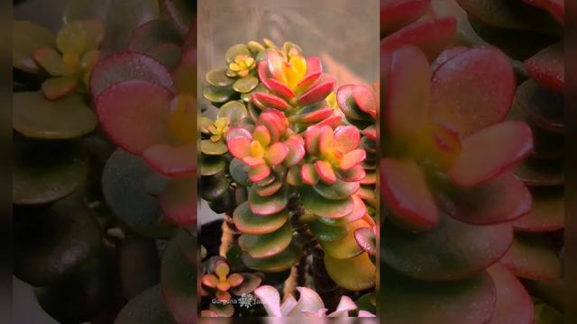 Crassula ovata compact "Milky way" смотреть онлайн