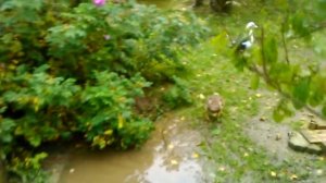 Содержание  месячных индоутят и цыплят в октябре.