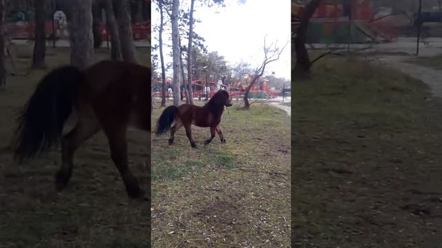 Ахалтекинец))) смотреть онлайн