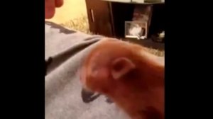 Смешные поросята - Funny pigs - Подборка приколов