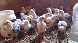 Выращиваю цыплят ??