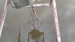 Кормушка РЕФЛЕКС для пруда. Карпы и другая рыба сама кормится. Реальное видео