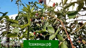 Ежевика Натчез