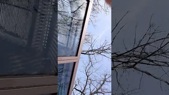 Орангутанги Бил и Боня на прогулке, Сафари парк Краснодар. вВ мире животных. смотреть онлайн