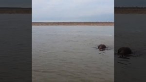 Медведь в Якутии плывет через реку. Нападает на лодку с рыбаками.