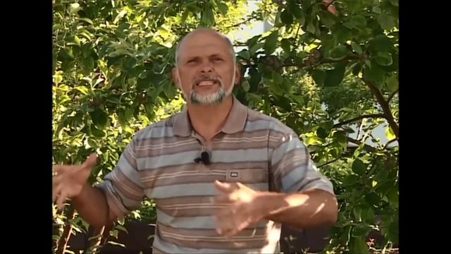 Выращивание ремонтантной клубники, важная особенность