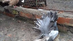Голуби павлины