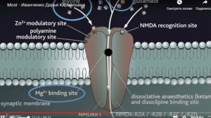 Глицин эффективен ТОЛЬКО в высоких дозах