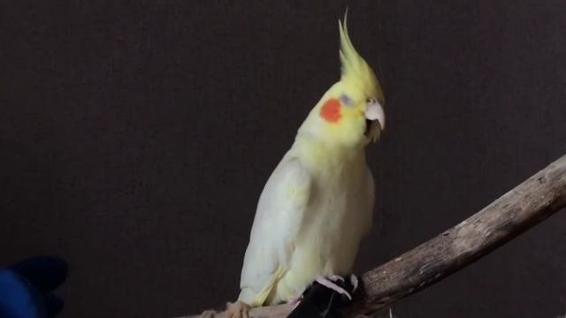Корелла очень часто зевает? Она так проталкивает еду!