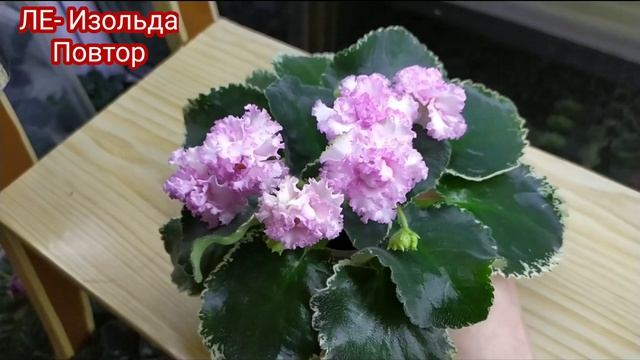 ФИАЛКИ ВЕСНОЙ. ОБЗОР 11 СОРТОВ ФИАЛОК. ЧАСТЬ 4. смотреть онлайн