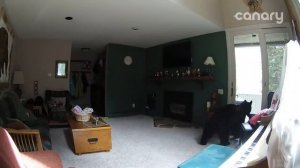Bear Breaks Into Colorado Home, "Plays" Piano