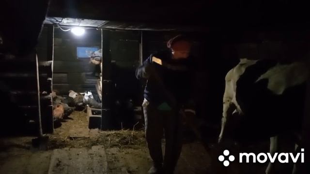 Одна дома, видео только для тех, кто любит сельское хозяйство//28 декабря 2022 г.