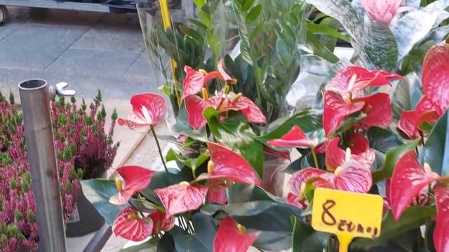 Spain Blanes Овощной рынок в ноябре | Ассортимент и цены | Испания 27.11.2023