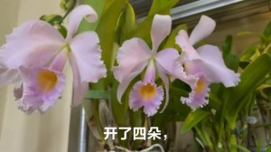 C. trianaei concolor /原生卡特兰/同色特里