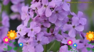 Вечерница матроны обыкновенная Виолет. Краткий обзор, описание нesperis matronalis l. Violet