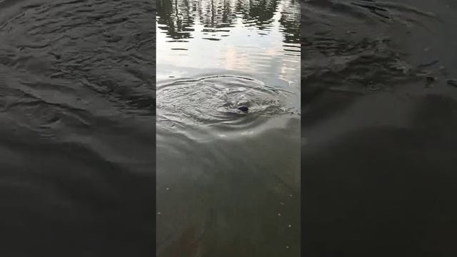 Carpa Capim na massa ufo area 51. pescaria de fundo смотреть онлайн