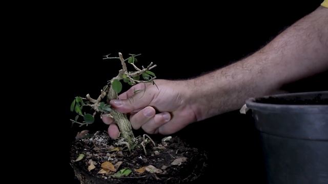 BONSAI DE MURTA - Murraya paniculata смотреть онлайн