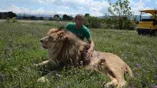 ЛЬВЫ ТАЙГАНА! В обнимку с МАРСЕЛЕМ! смотреть онлайн