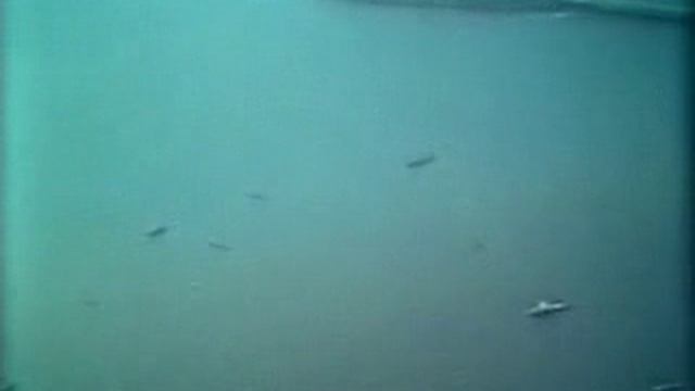 Torpeda.avi