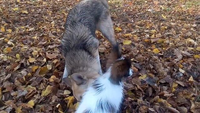 Папильон знакомится с большой бездомной собакой смотреть онлайн