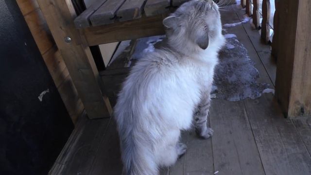 Нам привезли Дрова! "Rambo"от радости чуть не перевернул Туалет! смотреть онлайн