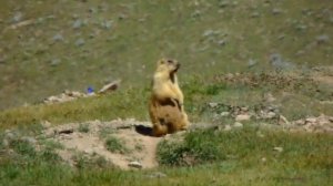 Шикори Сагур дар Кухои Бадахшон Дарвоз 2020 Охота на  Сурка в Бадахшане Памир 2020