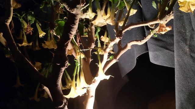 Наш способ предохранения бругманзии от заморозков. смотреть онлайн